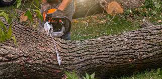 How Our Tree Care Process Works  in  Bowling Green, MD